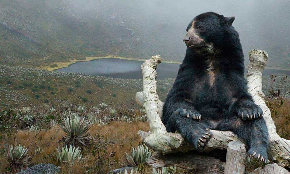 oso de anteojos paramo