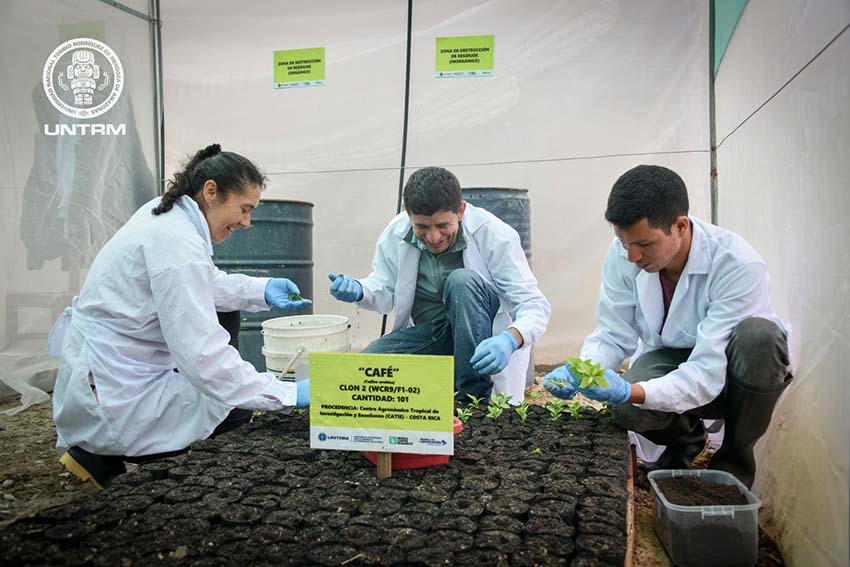 plantines de híbridos de café