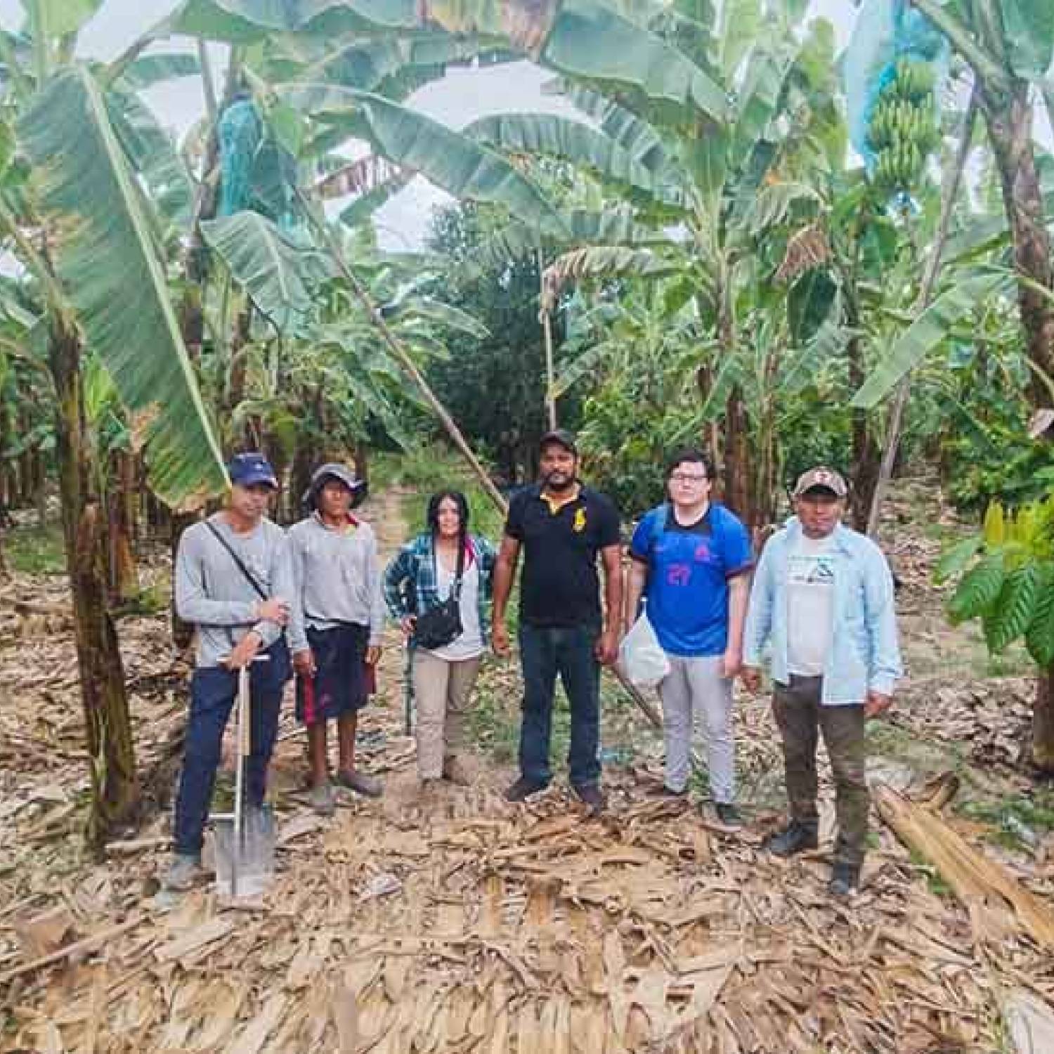 Investigadores realizan colecta de muestras en suelos de fincas cacaoteras en la región Tumbes 