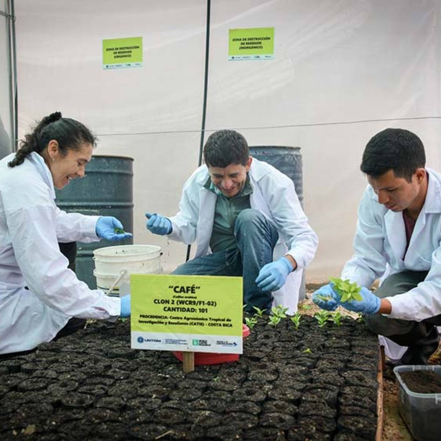 Fortaleciendo el café peruano: UNTRM importa 2,500 plantines de híbridos de café del CATIE - Costa Rica